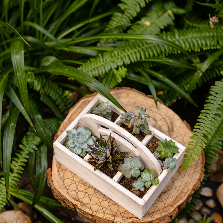 Solid Wood Caddy with Handle
