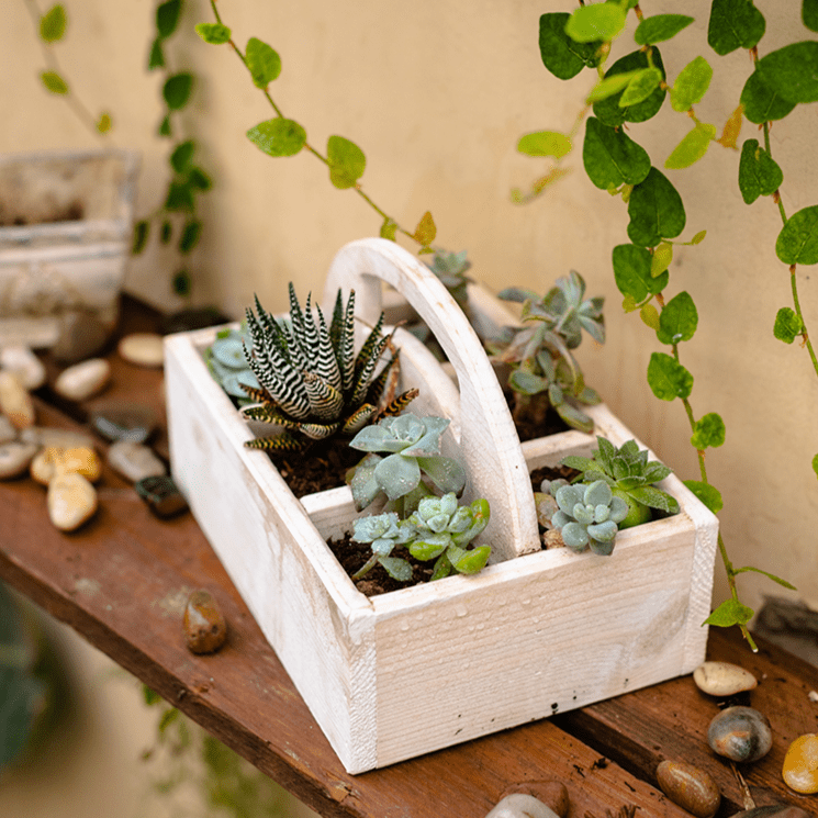 Solid Wood Caddy with Handle